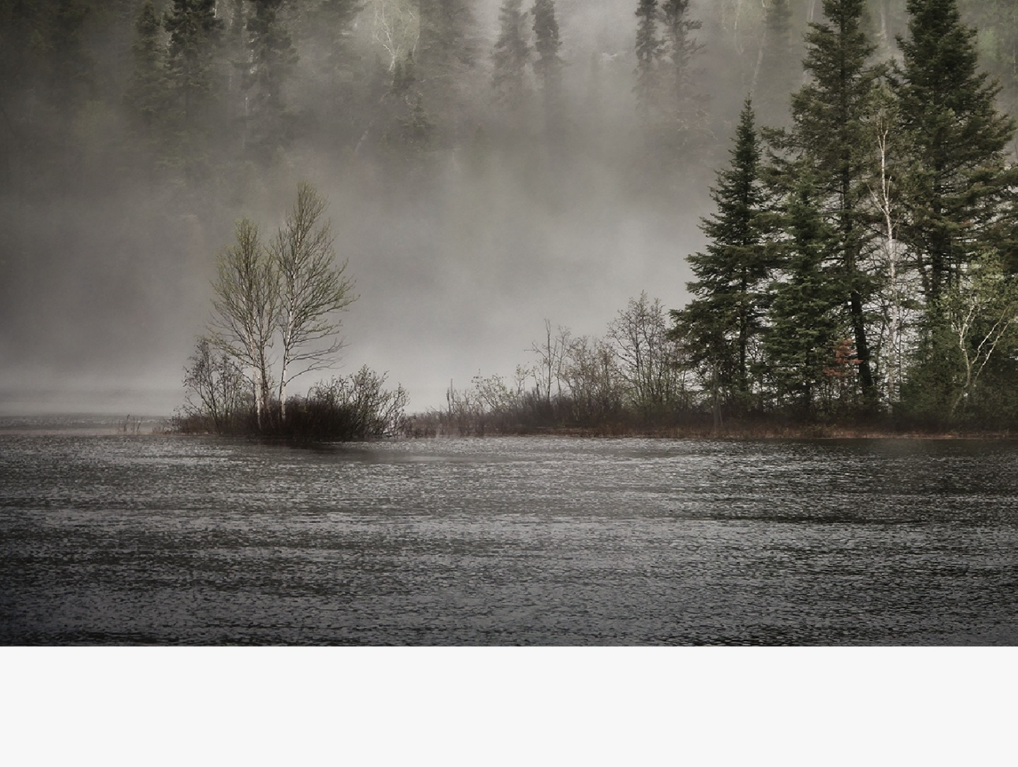 Forest with lake